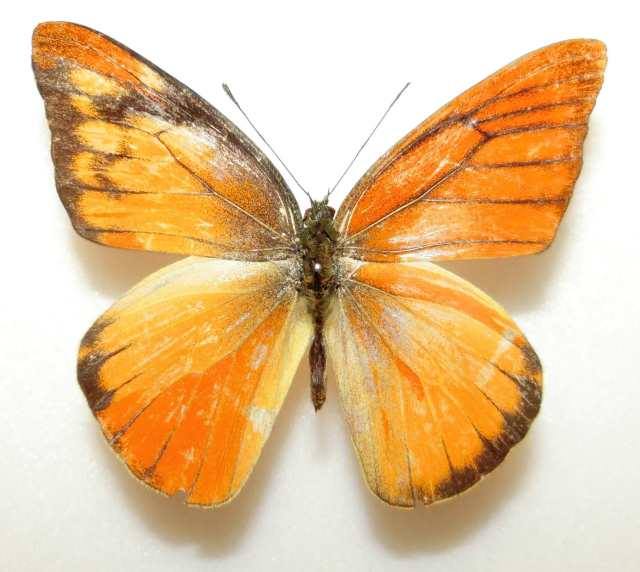 Appias nero (gynandromorph malaysia) (Internet Image property of respective owner, non-commercial use only)